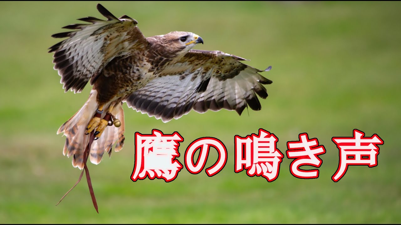鷹 の 鳴き声
