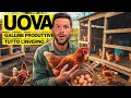 LE MIE GALLINE RITORNANO A FARE 32 UOVA A SETTIMANA... dopo che ho cambiato ricetta