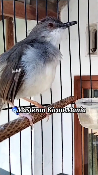 ciblek kristal Gacor ngebren ngepik tajam #ciblekbren