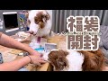 2026年canon petlife storeさんの福袋を開封していくよ🎁🐶🎁【ボーダーコリー×オーストラリアンシェパード】
