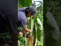 Shortscara cepat mengambil sayur dari batang pisang