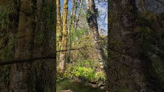 A Peaceful Moment at the Rain Country Property