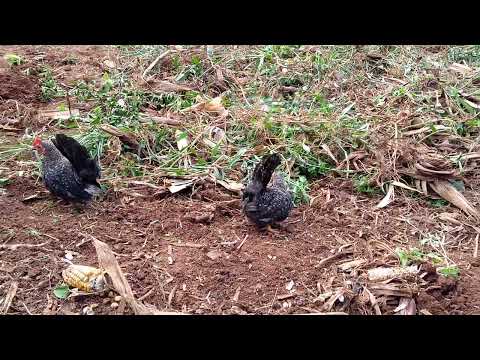 casal de nagazak nanico