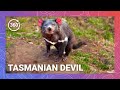 Screaming Symphony: Tasmanian Devil Harmony VR 360