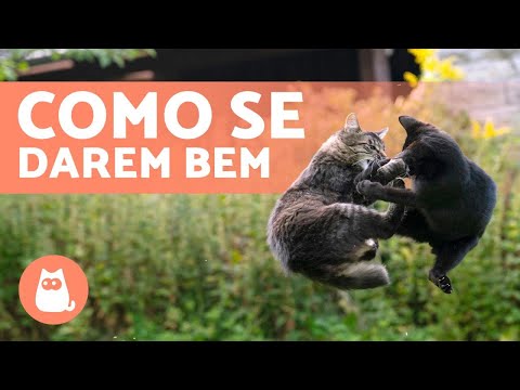 Vídeo: Como impedir os gatos de lutar - e evitar futuras lutas