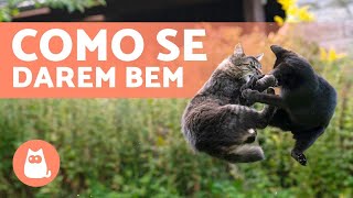 Meus GATOS estão se ESTRANHANDO. Como EVITAR BRIGAS? ✅