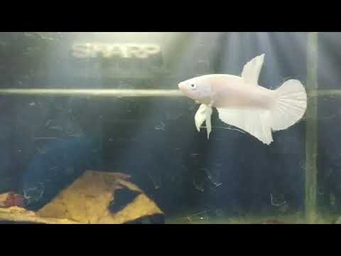 Cupang White Platinum Youtube