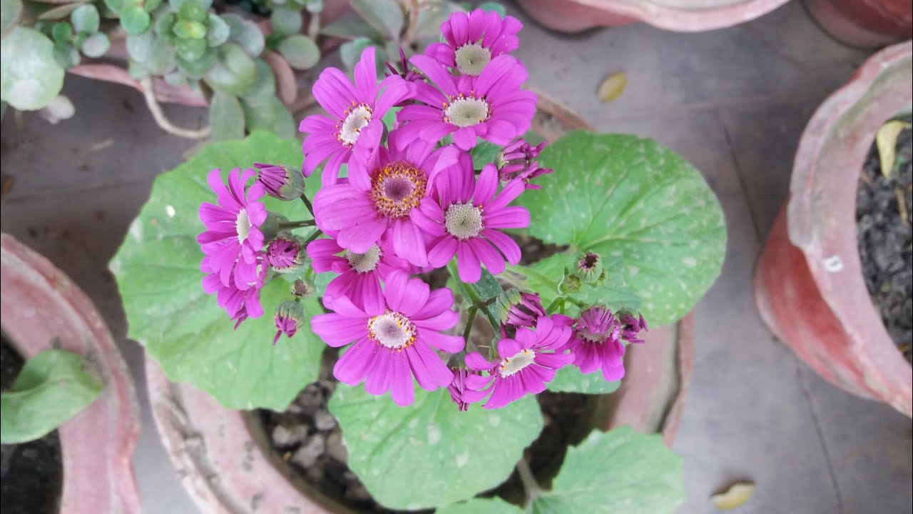 How to care cineraria planthow to get heavy flowering on