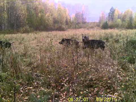Кабаны в Кенозерском национальном парке