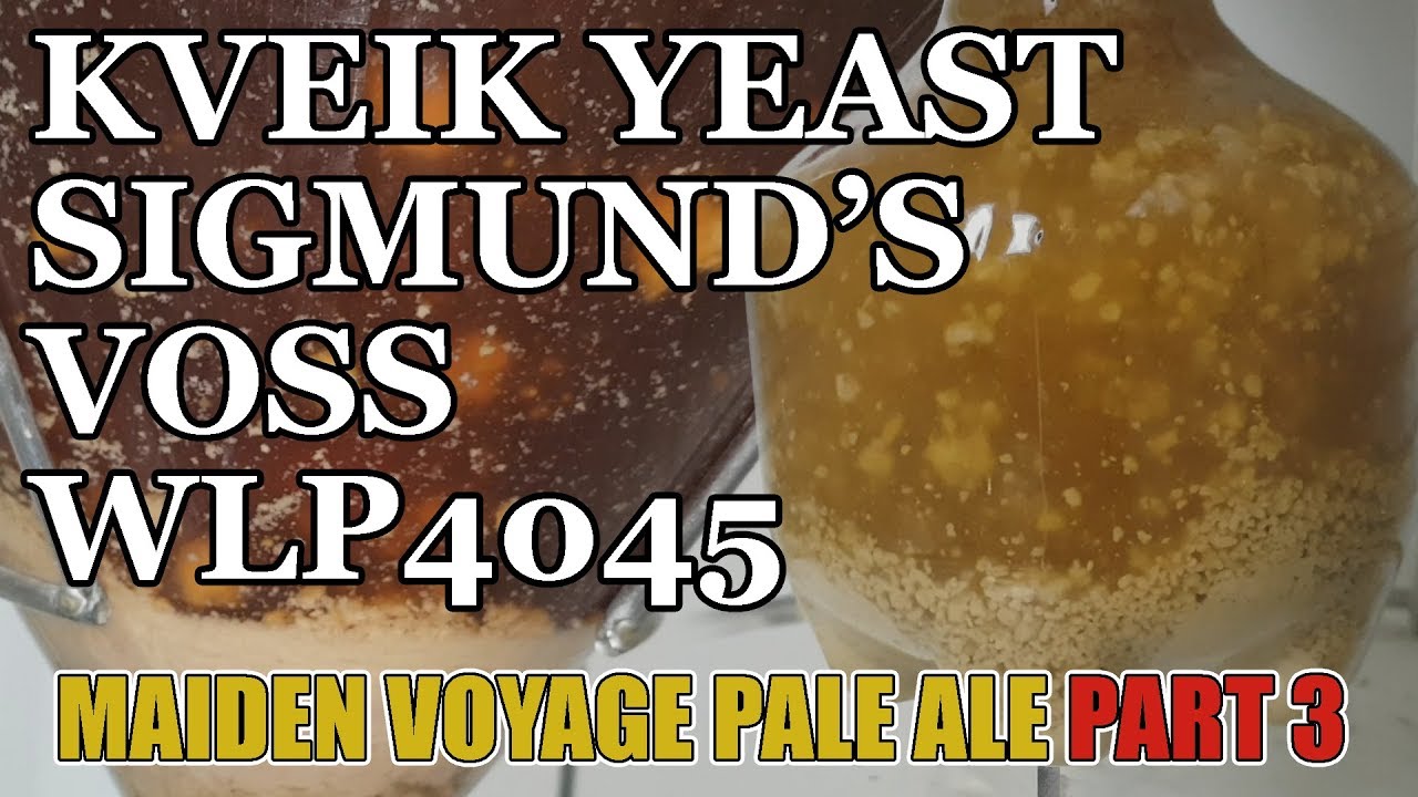 Kveik Yeast Ferment 30c A Close Look Maiden Voyage Pale Ale Part