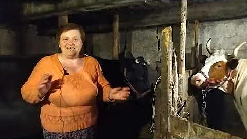 Нужна ли корове соль?