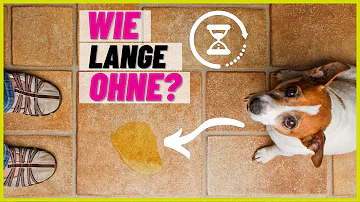 Wie lange kann ein Hund sein Pipi halten?