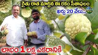 రైతు రాత మార్చిన ఈ రకం సీతాఫలం | NMK Golden Custard Apple Cultivation | Farmers Earn Huge Profits