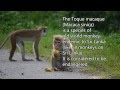 Toque macaque (Macaca sinica) - Sri Lanka