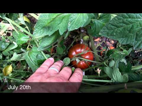 Video: Paul Robeson Tomato Care - Matuto Tungkol sa Pagpapalaki ng Paul Robeson Tomatoes