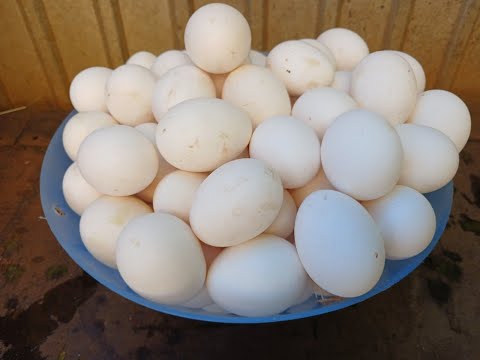 ХОЧЕШЬ КРУПНОЕ И ТЯЖЁЛОЕ ЯЙЦО! ДОБАВЬ ЭТО В КОРМ!!! 22.10.2025 ГОД.