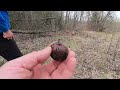 Ёжик на полигоне.