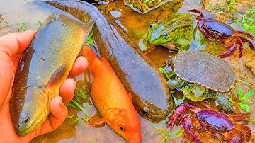 Tìm bắt con cá vàng, con ếch, con rùa, cá chép ở trong những quả trứng