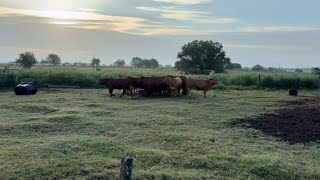 Has Screwworm affected the cattle market?