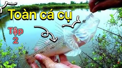 câu cá và hành trình săn rô phi hugo #2