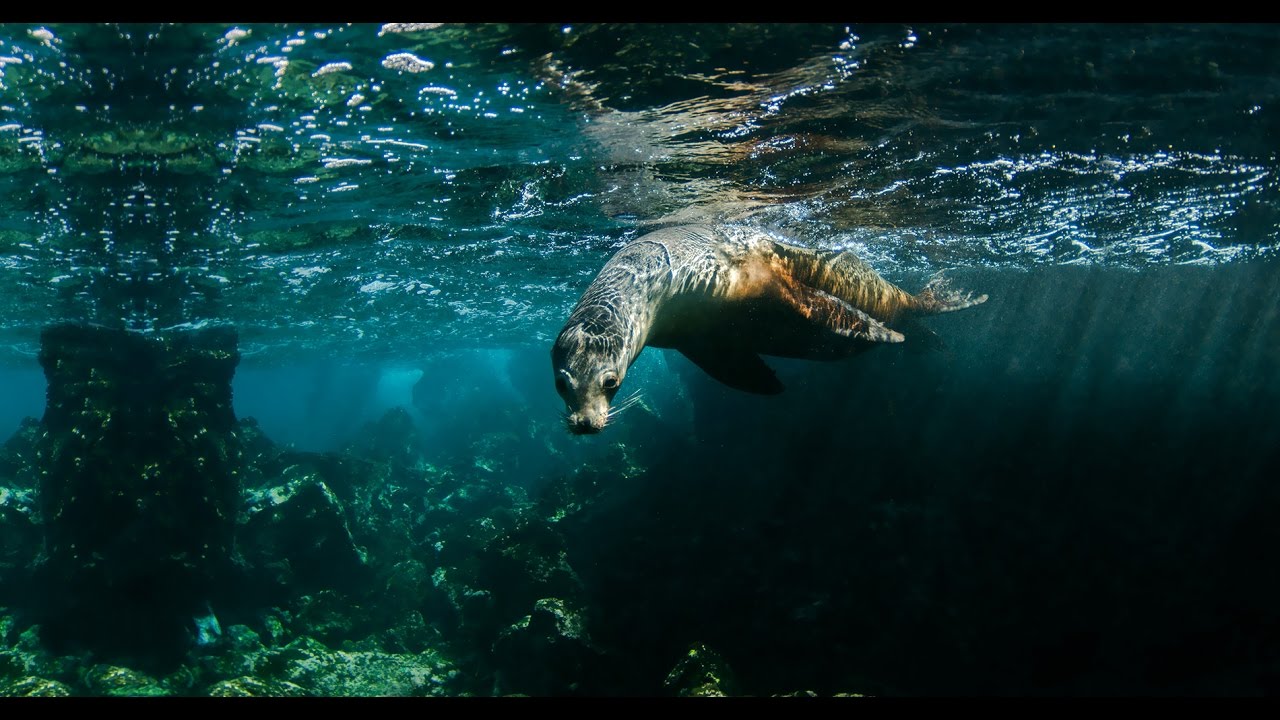 Go Galapagos Ecuador - HD