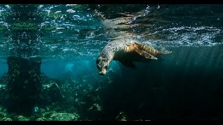 Go Galapagos Ecuador - Hd