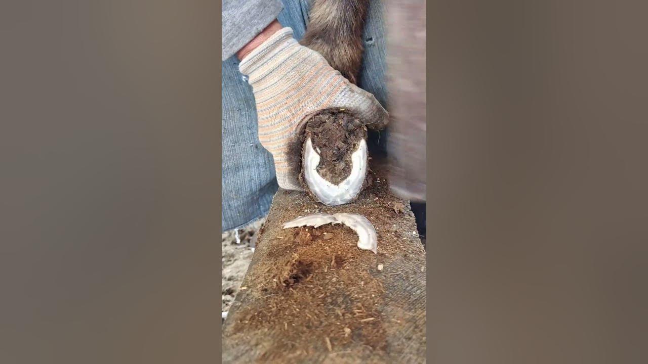 Routine Comfort A Video of a Farrier Mending Donkey Hooves in an Underprivileged Area 🐴🎥💆‍♂️🌄