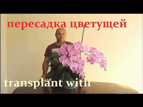 Video: Orhideea Phalaenopsis: Caracteristici și Reguli De Transplant