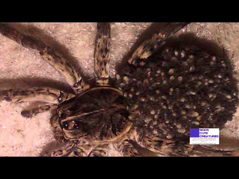 Wolf Spider (With Dozens Of Babies On Her Back)