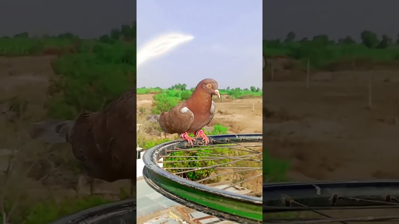 Hard Landing 🔥 In Very Hot Weather 🌡️ Temperature 46°c 