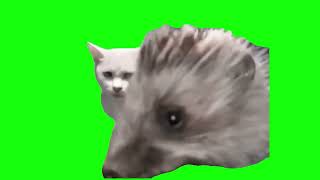 Hedgehog Eating Cat Food - Green Screen