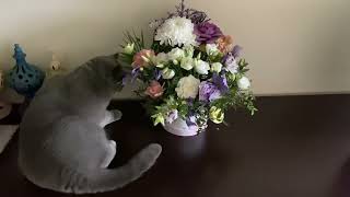 British shorthair cat loves flowers 🐾🔝💐💙😍 by British Shelby 11 views 2 years ago 45 seconds