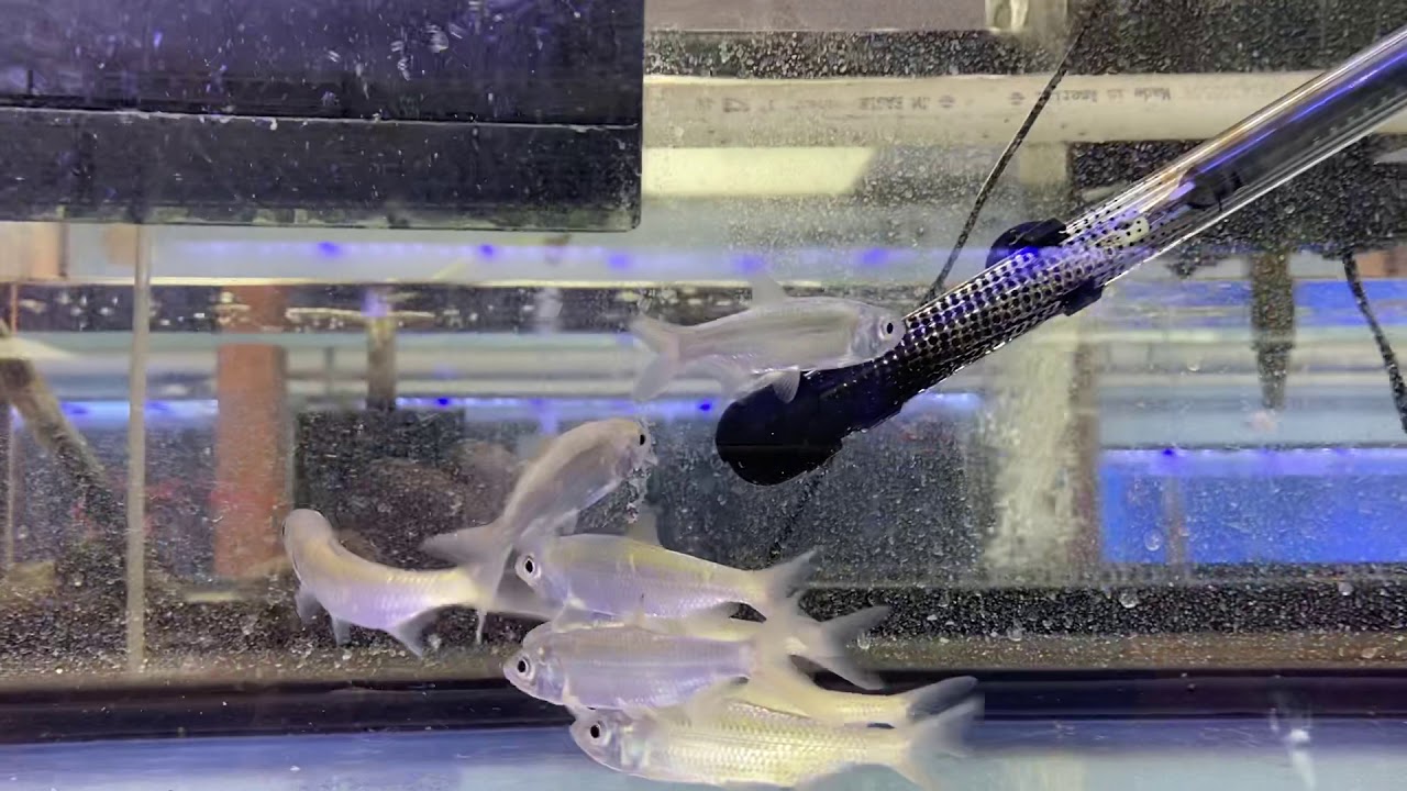 Indo-Pacific Tarpon - Megalops Cyprinoides