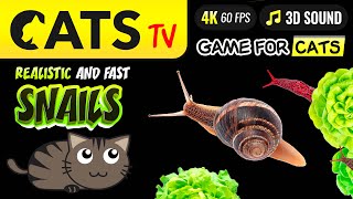 CATS TV - Fast Snails 🐌 & slugs 🪱🙀 4K 🔴 BATTERY ECO 🔋 😻📺 [4K]