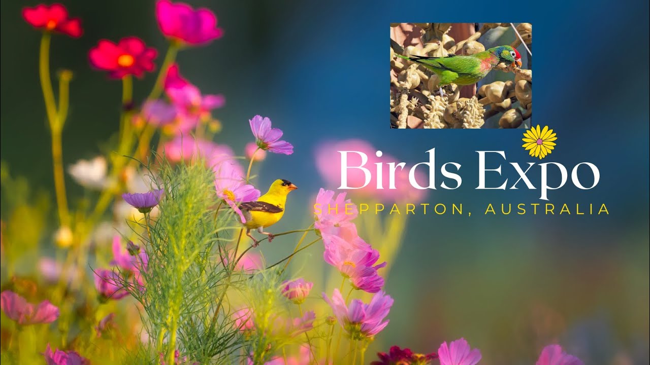 Life in Australia: Bird Expo in Shepparton