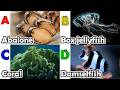 Toddler Learning - Learn Ocean Animals | Educational Videos for Kids | Learning Videos for Toddlers