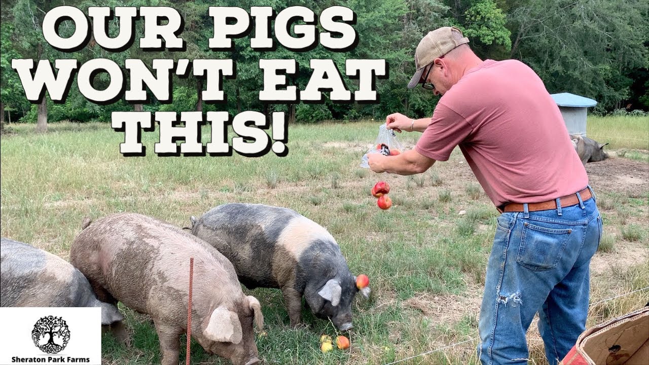 Will A Pig Eat It? 3 Things Our Pigs Won't Eat YouTube