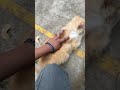 Liyo 🎊 #music #cat #aquaticpets #shorts #trending #viral #cats #petlover #pets #shortvideo
