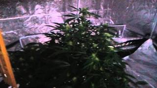 Cannabutter n flowering