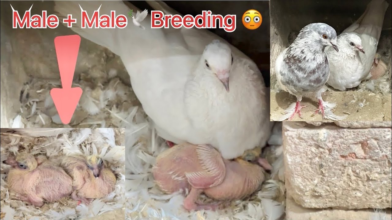 Male + Male breeding 🕊️ 😳🧐 ||  ਕਬੂਤਰ ਬਿਨ੍ਹਾ ਕਬੂਤਰੀ ਤੋਂ ਵੀ ਬੱਚੇ ਕੱਡ ਰਹੇ ਹਨ ॥ ਦੇਖੋ ਸਾਰੀ video…..