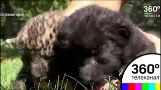 В крымском зоопарке на свет появились два детеныша леопарда В крымском зоопарке на свет появились два детеныша леопарда