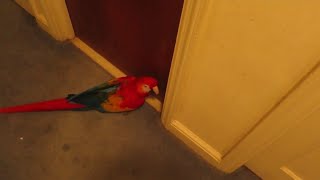 Bandit - Trying her best to get in bathroom to take shower with dad. Obsessed bird.