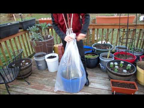 Video: Stādu pārvietošana plastmasas maisiņos - plastmasas maisiņu izmantošana augu pārvadāšanai