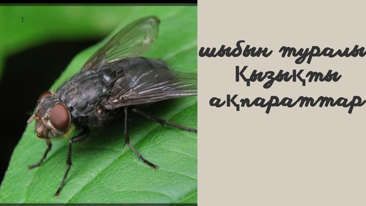 Диснейдің жоғары сапалы секс мультфильмдері Секс Пермь гей казарма мөлшері табыс