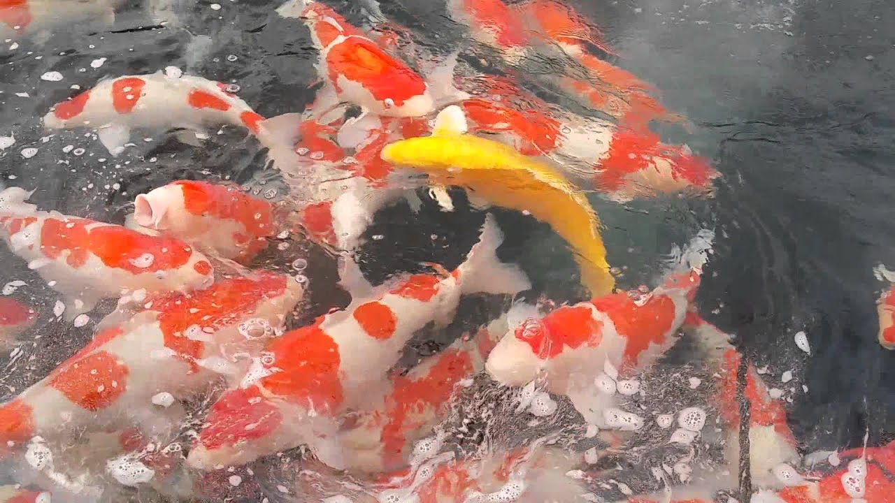 Momotaro Koi Farm April 2015 - YouTube