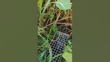 CHUỘT KHỔNG LỒ []TRUY TÌM LOÀI CHUỘT KHỦNG NHẤT Ở VIỆT NAM | Ngô Văn Lam #baychuot #sănbắt