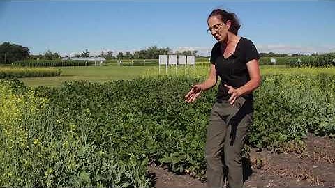 Enlist vs Xtend Soybeans | Corteva Agriscience Canada