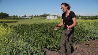 Enlist vs Xtend Soybeans | Corteva Agriscience Canada