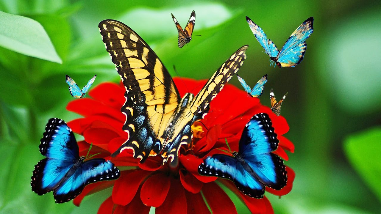 Top 10 Tips to attract butterflies to your Garden | Butterflies ...