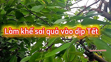 Cách làm cây khế ra hoa đậu quả sai vào đúng dịp Tết